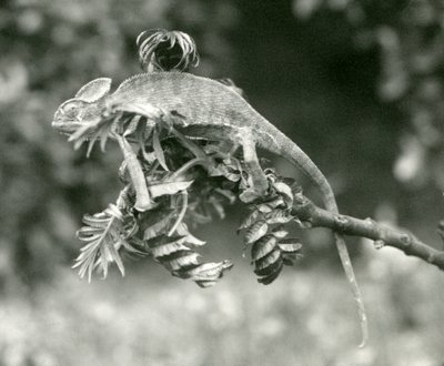 Een gesluierde of Jemen kameleon aan het einde van een bladerige tak in London Zoo, juni 1924 door Frederick William Bond
