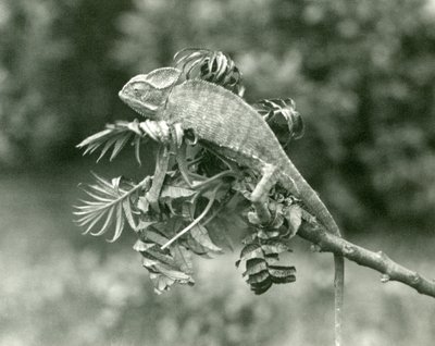 Een gesluierde of Jemen kameleon aan het einde van een bladerige tak in London Zoo, juni 1924 door Frederick William Bond