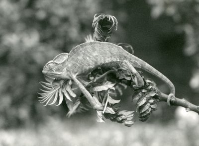 Een gesluierde of Jemen kameleon houdt zich vast aan het einde van een bladerige tak met zijn grijptail, London Zoo, juni 1924 door Frederick William Bond
