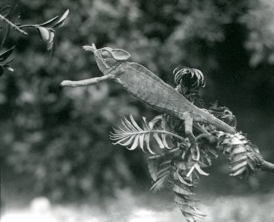 Een gesluierde of Jemen kameleon staat op een bladerige tak en reikt naar een andere, London Zoo, juni 1924 door Frederick William Bond