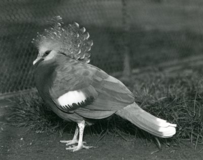 Een Victoria Kroonduif op de grond in de Londense Zoo in september 1927 door Frederick William Bond