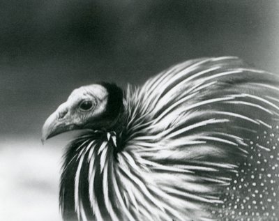 Een gierparelhoen in London Zoo in 1927 door Frederick William Bond