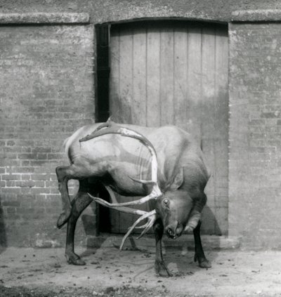 Een WapitiElk hert staand in zijn verblijf in London Zoo in september 1927 door Frederick William Bond