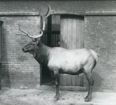Een WapitiElk hert staand in zijn verblijf in London Zoo in september 1927 door Frederick William Bond