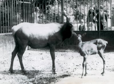 Een wapiti met haar kalf in hun omheining met bezoekers die door de tralies kijken, London Zoo door Frederick William Bond