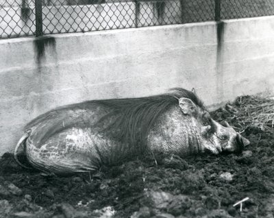 Een wrattenzwijn dat in de modder slaapt, London Zoo, juli 1927 door Frederick William Bond
