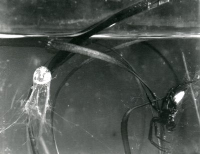 Een Waterspin en zijn luchtbel onder water, London Zoo, oktober 1925 door Frederick William Bond