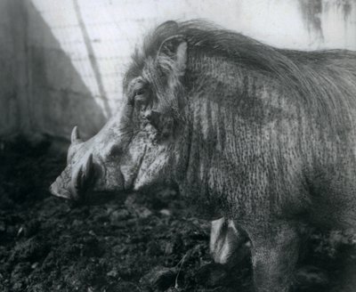 Een Wrattenzwijn staand in de modder, London Zoo, 1927 door Frederick William Bond