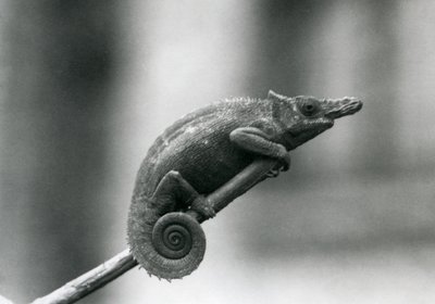 Een West Usambara tweehoornige kameleon, London Zoo, 1927 door Frederick William Bond
