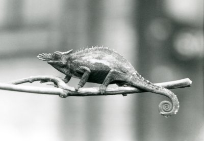 Een West Usambara tweehoornige kameleon, London Zoo, 1927 door Frederick William Bond