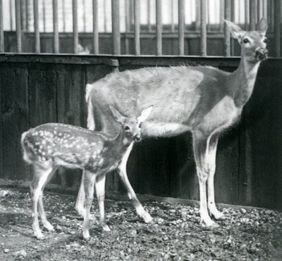 Een Witte Staart Virginiahert met haar kalf in de London Zoo in augustus 1927 door Frederick William Bond