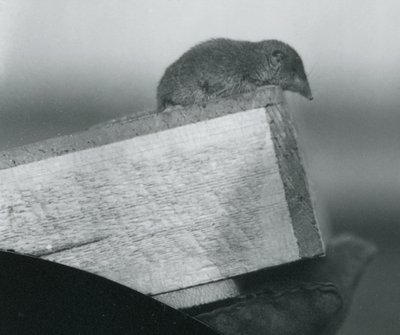 Een witvoetspitsmuis kijkend over de rand van een houten doos, vastgehouden door een verzorger, London Zoo, april 1917 door Frederick William Bond