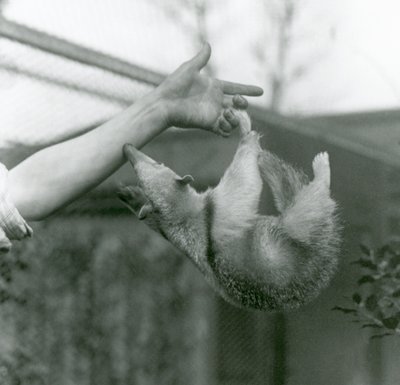 Een jonge kraagtamandua die met zijn grijpstaart aan de vingers van zijn verzorger hangt terwijl hij probeert de arm van de verzorger vast te houden, Londense dierentuin, april 1925 door Frederick William Bond