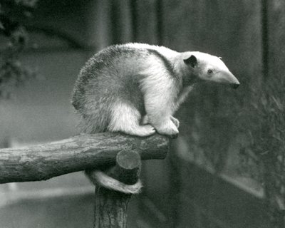 Een jonge kraagtamandua die aan het einde van een tak zit en zich vasthoudt met zijn grijpstaart, Londense dierentuin, 24 april 1925 door Frederick William Bond