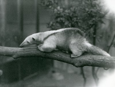 Een jonge Kraagmiereneter loopt langs een tak in de London Zoo, 24 april 1925 door Frederick William Bond