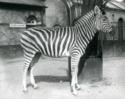Een zebra staat in de paddock buiten het Zebrahuis in de London Zoo in 1925 (zwart-wit foto) door Frederick William Bond