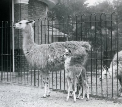 Een baby lama of cria met zijn moeder bij de London Zoo, 1926 door Frederick William Bond