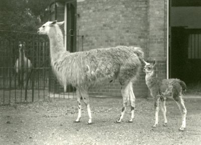 Een baby lama of cria met zijn moeder in London Zoo, 1927 door Frederick William Bond