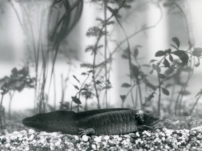 Een zwarte Axolotl/Mexicaanse Salamander rustend op grind op de bodem van een tank in de London Zoo in 1928 door Frederick William Bond