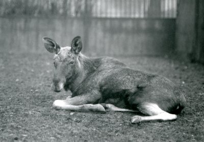 Een stier Eland met littekens van recent afgeworpen gewei, liggend in London Zoo, januari 1926 door Frederick William Bond