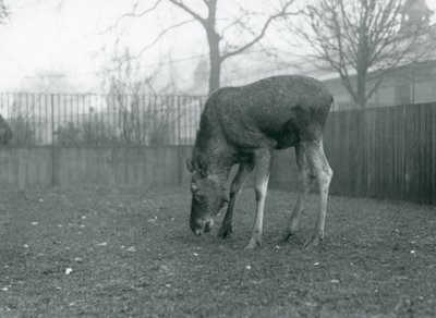 Een stier eland/eland staat in zijn paddock en reikt naar het gras, London Zoo, januari 1926 door Frederick William Bond