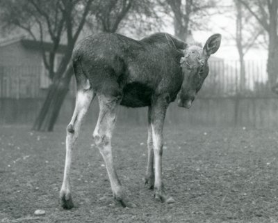 Een stier Eland met wonden van recent afgeworpen gewei, staand in London Zoo, januari 1926 door Frederick William Bond