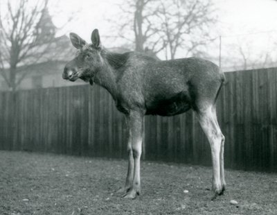 Een stier Eland met wonden van recent afgeworpen gewei, staand in London Zoo, januari 1926 door Frederick William Bond