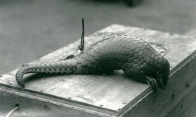 Een ernstig bedreigde Chinese pangolin kijkt over de rand van de houten kist waarop hij zit, London Zoo, juli 1925 door Frederick William Bond