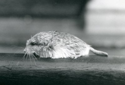 Een dikstaartgerbil, London Zoo, juli 1925 door Frederick William Bond