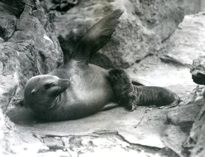 Een vrouwelijke Californische zeeleeuw liggend op een rotsachtig terras, terwijl ze haar jong voedt, London Zoo, juli 1925 door Frederick William Bond