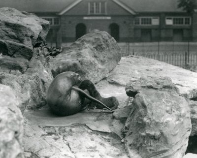 Een vrouwelijke Californische zeeleeuw liggend op een rotsachtig terras, terwijl ze haar jong voedt, London Zoo, juli 1925 door Frederick William Bond