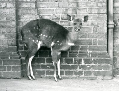 Een vrouwelijke Kaapse BosbokImbabala staand tegen een muur in London Zoo in oktober 1927 door Frederick William Bond