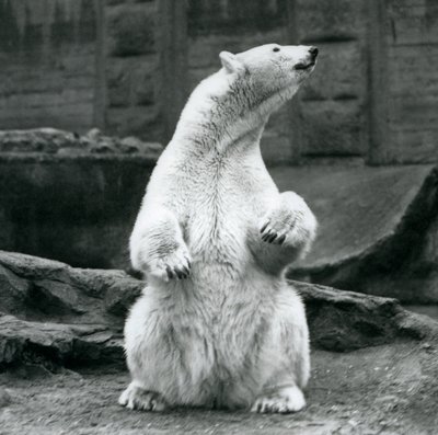 Een vrouwelijke ijsbeer zittend op haar achterwerk op de Mappin Terrassen in London Zoo in september 1928 door Frederick William Bond