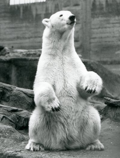 Een vrouwelijke ijsbeer zittend op haar achterwerk op de Mappin Terrassen in London Zoo in september 1928 door Frederick William Bond