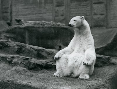Een vrouwelijke ijsbeer zittend op haar achterwerk op de Mappin Terrassen in London Zoo in september 1928 door Frederick William Bond