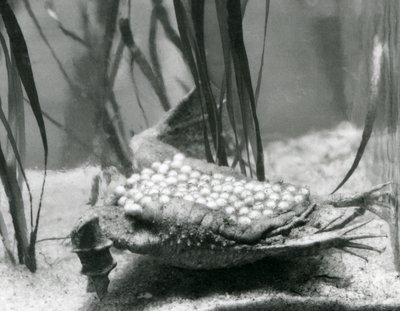 Een vrouwelijke Surinaamse Pad met haar eieren ingebed in de huid van haar rug, London Zoo door Frederick William Bond
