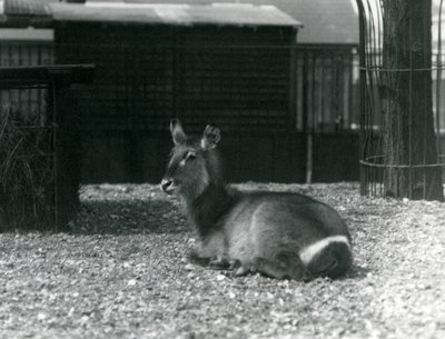 Een vrouwelijke waterbok, Kobus ellipsiprymnus, zittend in haar verblijf in de Londense dierentuin, juni 1924 door Frederick William Bond