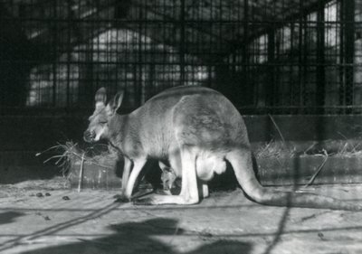 Een vrouwelijke rode kangoeroe met haar jong in haar buidel, London Zoo, 1922 door Frederick William Bond