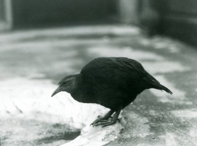 Een looploze WekaMaori henWoodhen in London Zoo in 1927 door Frederick William Bond
