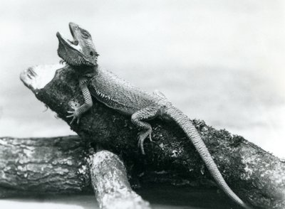 Een gapende baardagaam die zich vasthoudt aan een boomstam, London Zoo, augustus 1928 door Frederick William Bond