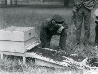 Een groep verzorgers, waaronder Brown, verplaatst een zwerm honingbijen, London Zoo, juli 1926 door Frederick William Bond