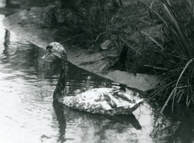 Een hybride zwaan, Mute x Zwart, zwemmend in een vijver in de London Zoo in 1927 door Frederick William Bond
