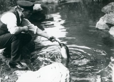 Een verzorger die een jonge Kapselrob vis voert in zijn bassin in de London Zoo, juni 1914 door Frederick William Bond