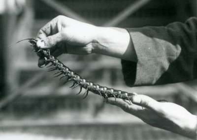 Een verzorger die een Reuzenmiljoenpoot in zijn handen houdt, London Zoo, 1927 door Frederick William Bond