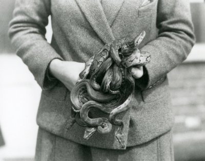 Een verzorger die een knoop van jonge Koninklijke of Balpythons vasthoudt in London Zoo in 1931 door Frederick William Bond