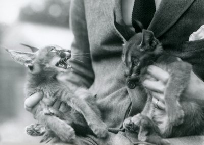 Een verzorger houdt een paar Caracal-kittens op zijn schoot, London Zoo door Frederick William Bond