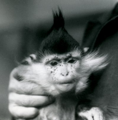 Een verzorger houdt Freckles vast, een Zwarte Kuifmangabey of Congo Mangabey, London Zoo, 1924 door Frederick William Bond