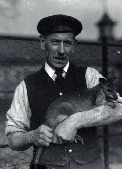Een verzorger houdt een wallaby vast, oktober 1920 door Frederick William Bond