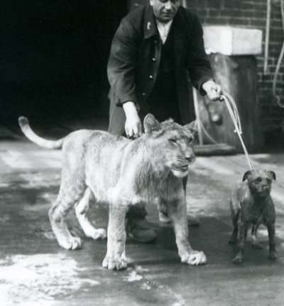 Een verzorger die een hond en een jonge leeuw uitlaat, London Zoo, augustus 1925 (zwart-wit foto) door Frederick William Bond