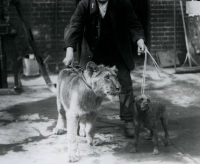 Een verzorger die een Ierse Terriër en een jonge Leeuw uitlaat, London Zoo, september 1925 door Frederick William Bond